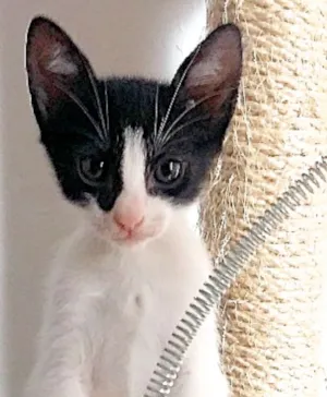 Gato raça  idade 2 a 6 meses nome Olívia Bebezinha