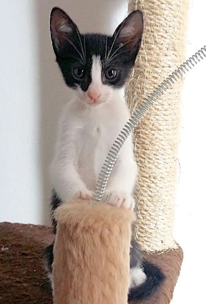 Gato ra a  idade 2 a 6 meses nome Olívia Bebezinha