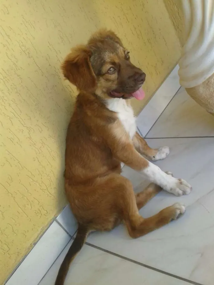 Cachorro ra a Mistura  idade 2 a 6 meses nome Pipoca