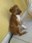 Pipoca
