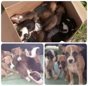 Cachorro raça vira lata idade Abaixo de 2 meses nome sem nome