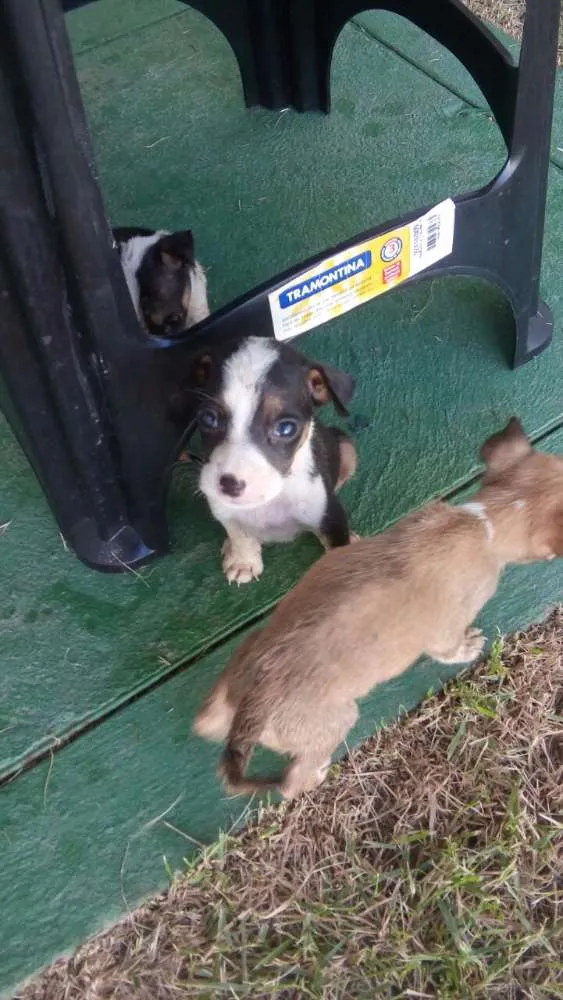 Cachorro ra a vira lata idade Abaixo de 2 meses nome sem nome
