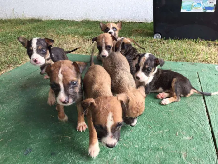 Cachorro ra a vira lata idade Abaixo de 2 meses nome sem nome