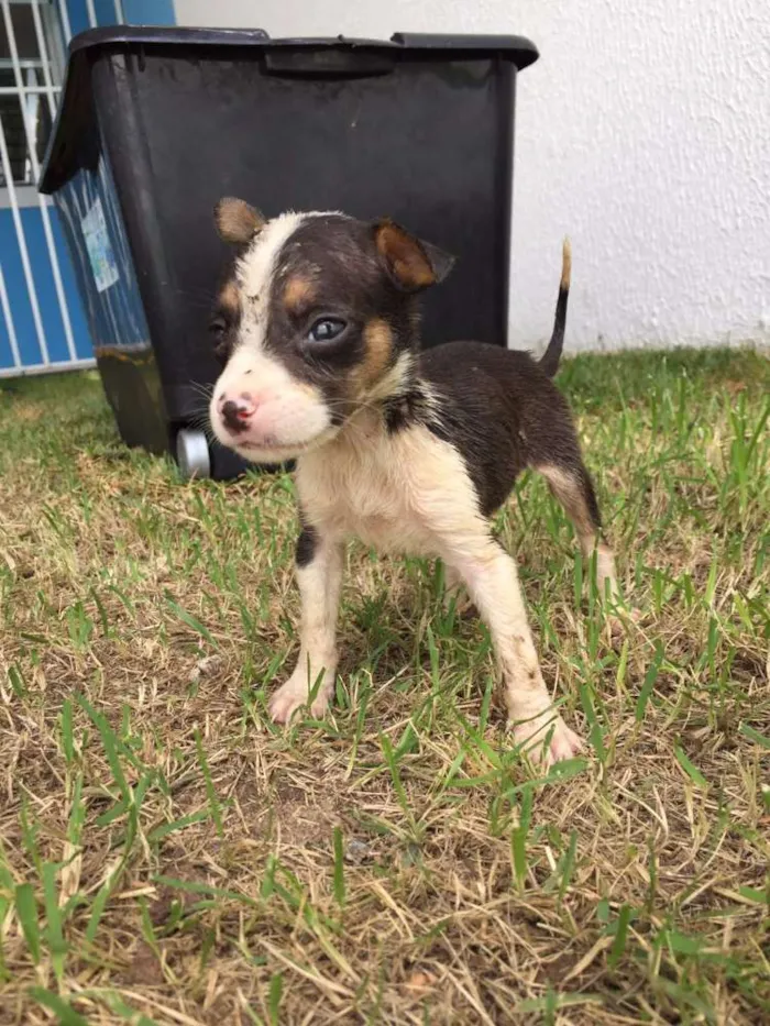 Cachorro ra a vira lata idade Abaixo de 2 meses nome sem nome