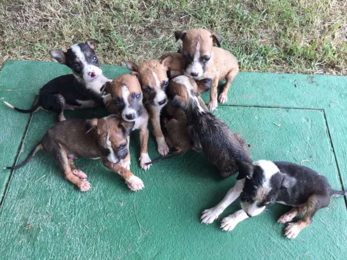 Cachorro ra a vira lata idade Abaixo de 2 meses nome sem nome
