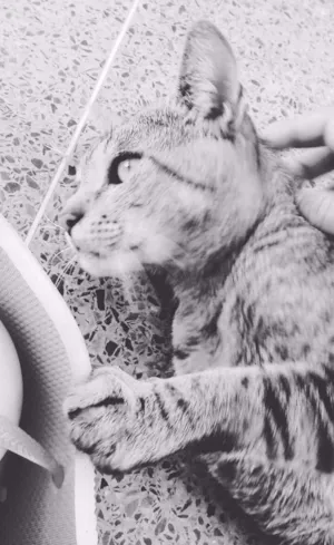 Gato raça  idade 1 ano nome Otávio 