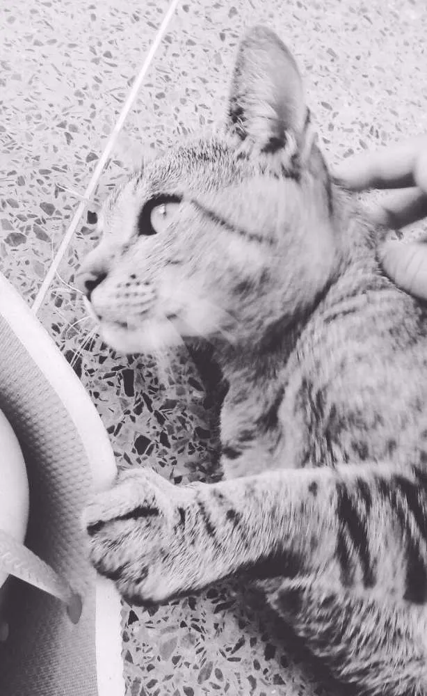 Gato ra a  idade 1 ano nome Otávio 