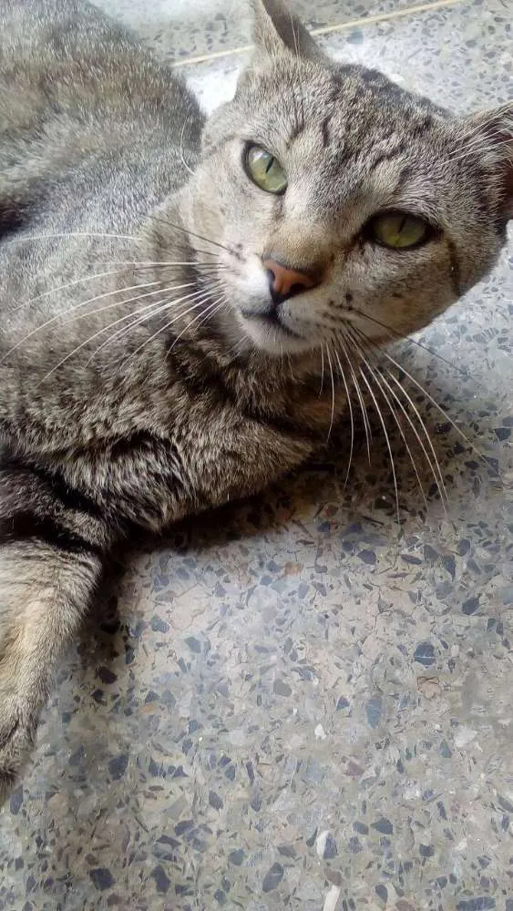 Gato ra a  idade 1 ano nome Otávio 