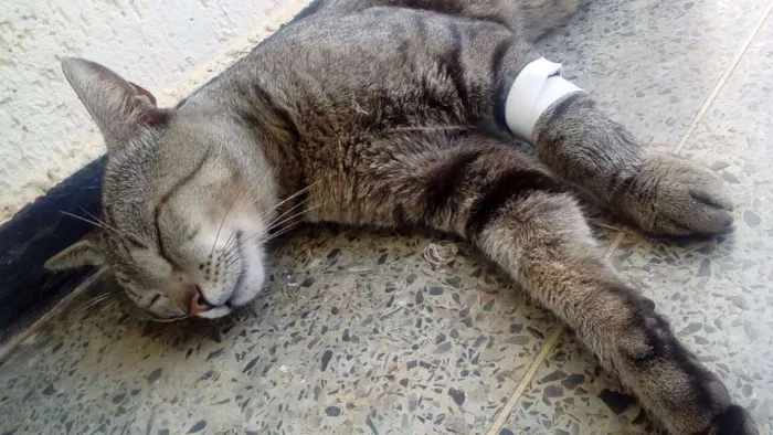 Gato ra a  idade 1 ano nome Otávio 