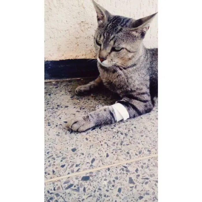 Gato ra a  idade 1 ano nome Otávio 