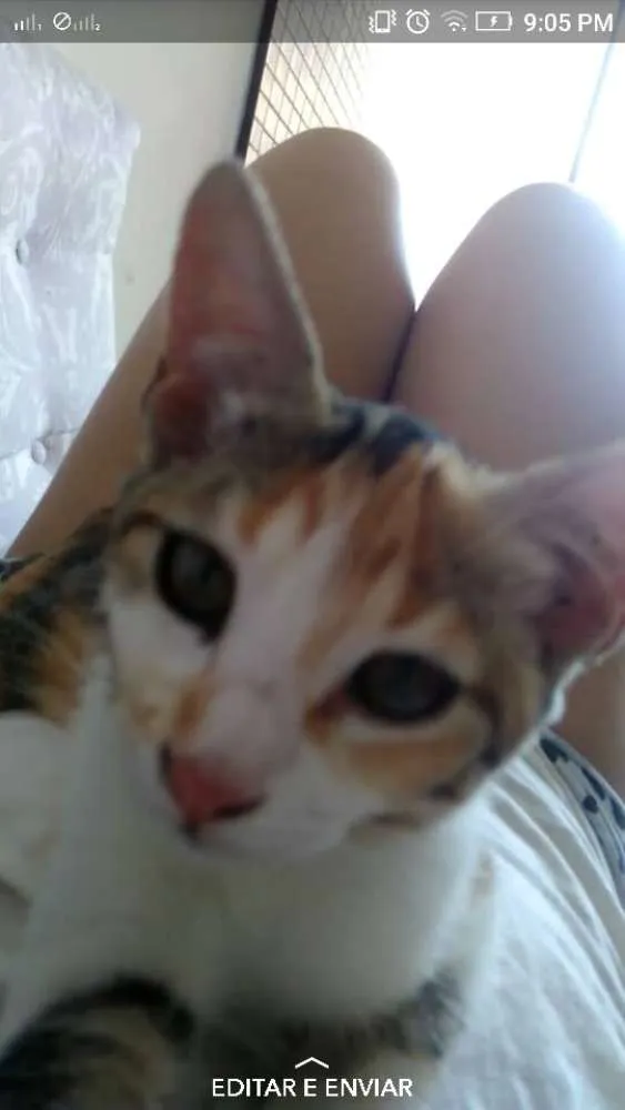 Gato raça  idade 2 a 6 meses nome Mel e Salem