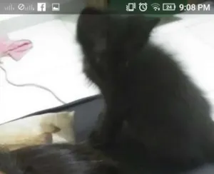 Gato raça  idade 2 a 6 meses nome Mel e Salem