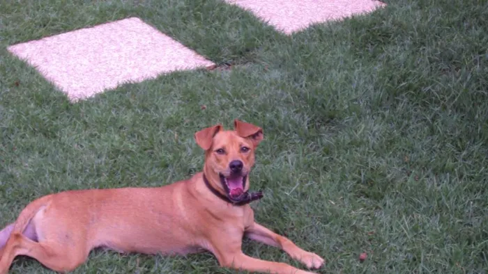Cachorro raça descohecida idade 1 ano nome Barack