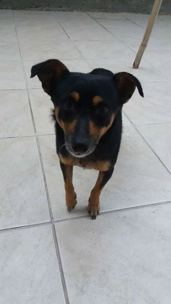 Cachorro ra a Seem raça  idade 3 anos nome Pretinho