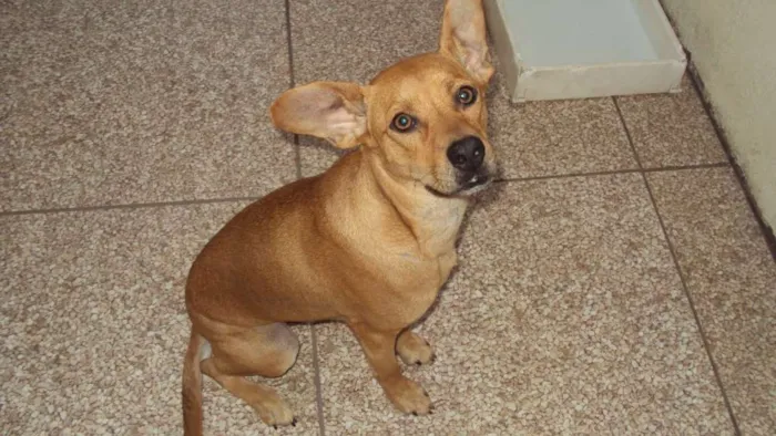 Cachorro raça descohecida idade 1 ano nome Barack