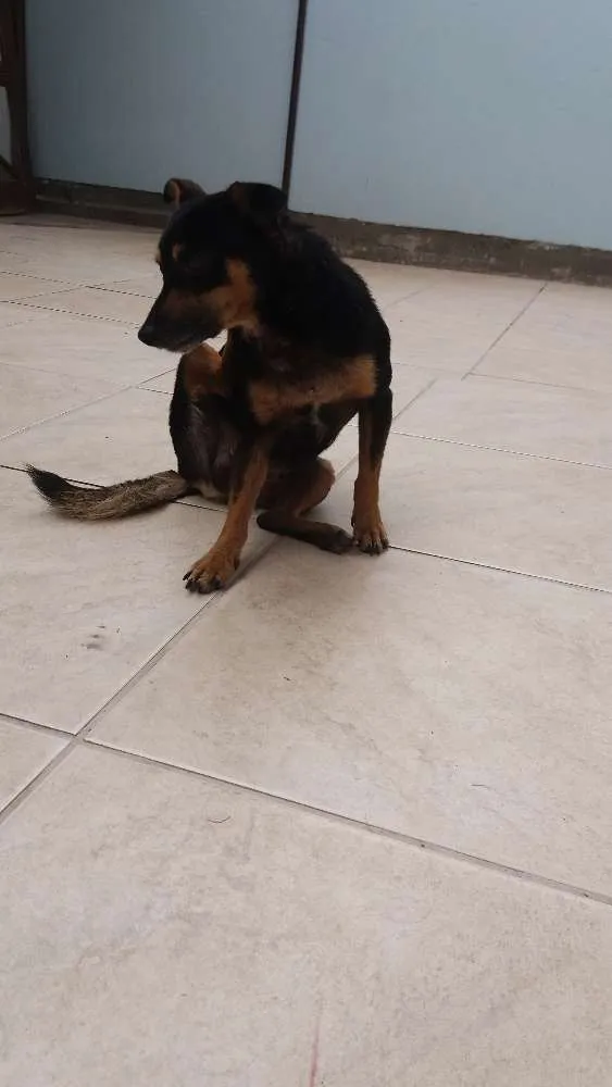 Cachorro ra a Seem raça  idade 3 anos nome Pretinho