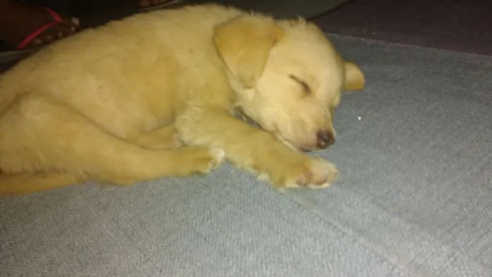 Cachorro ra a Não sei idade Abaixo de 2 meses nome Não tem