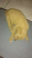 Não tem