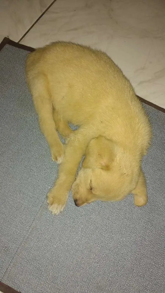 Cachorro ra a Não sei idade Abaixo de 2 meses nome Não tem