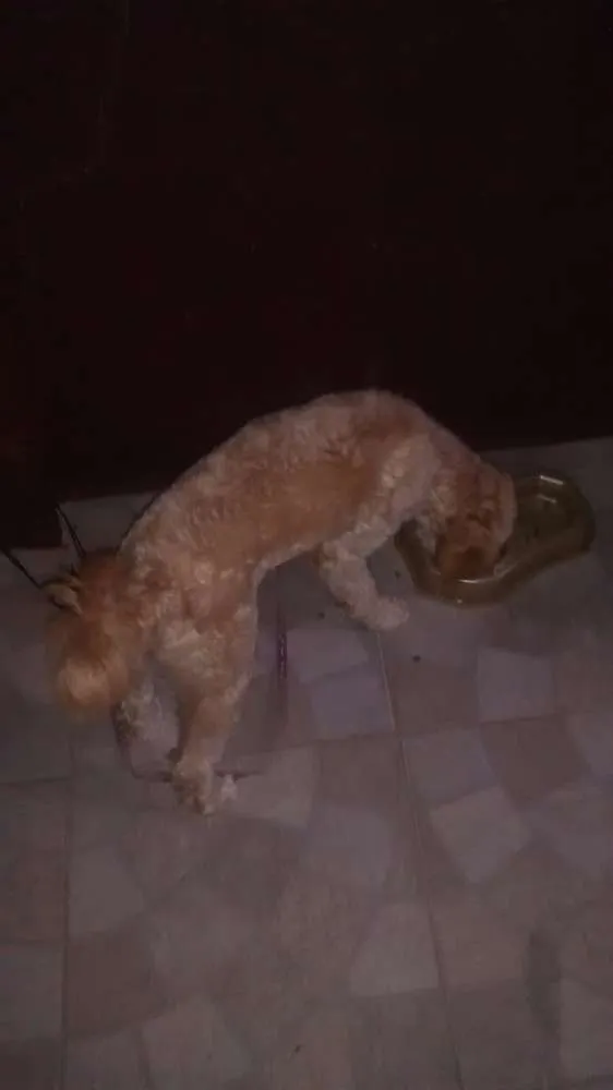 Cachorro ra a poodle idade 7 a 11 meses nome cloe