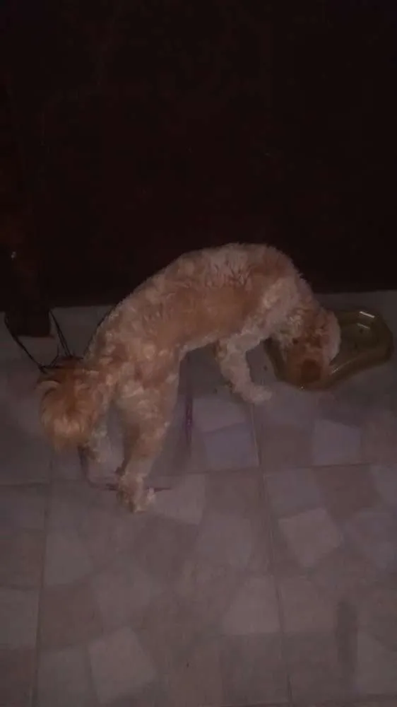 Cachorro ra a poodle idade 7 a 11 meses nome cloe