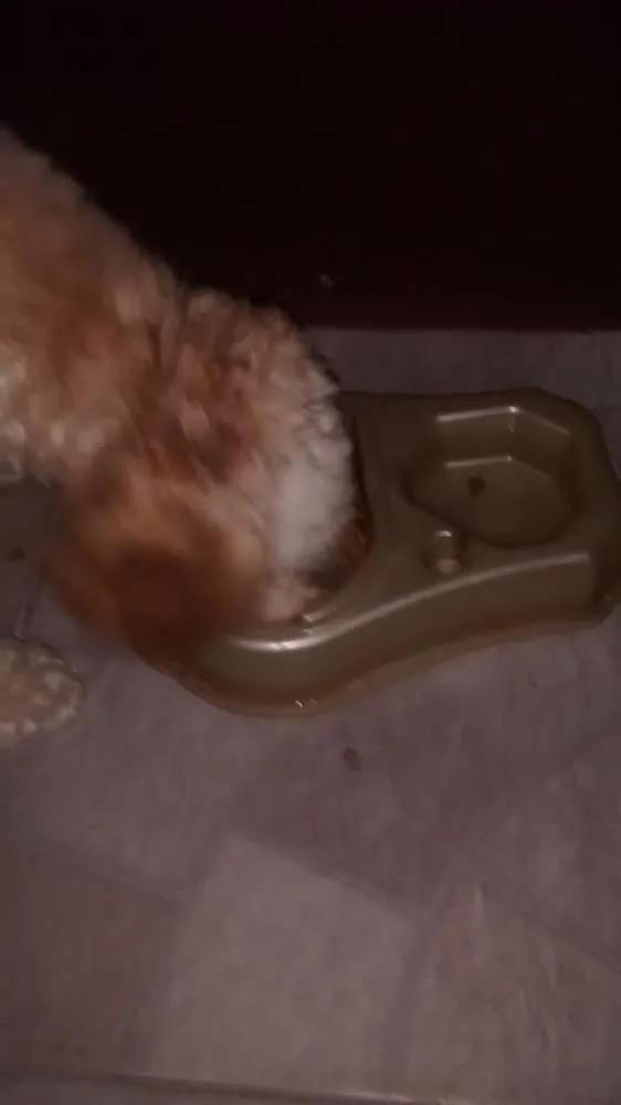 Cachorro ra a poodle idade 7 a 11 meses nome cloe