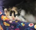 Lilly