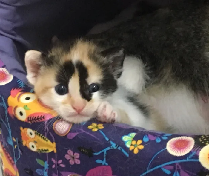 Gato ra a SRD idade Abaixo de 2 meses nome Lilly
