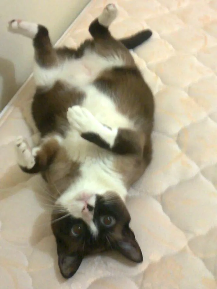 Gato ra a rsd idade 6 ou mais anos nome piu piu