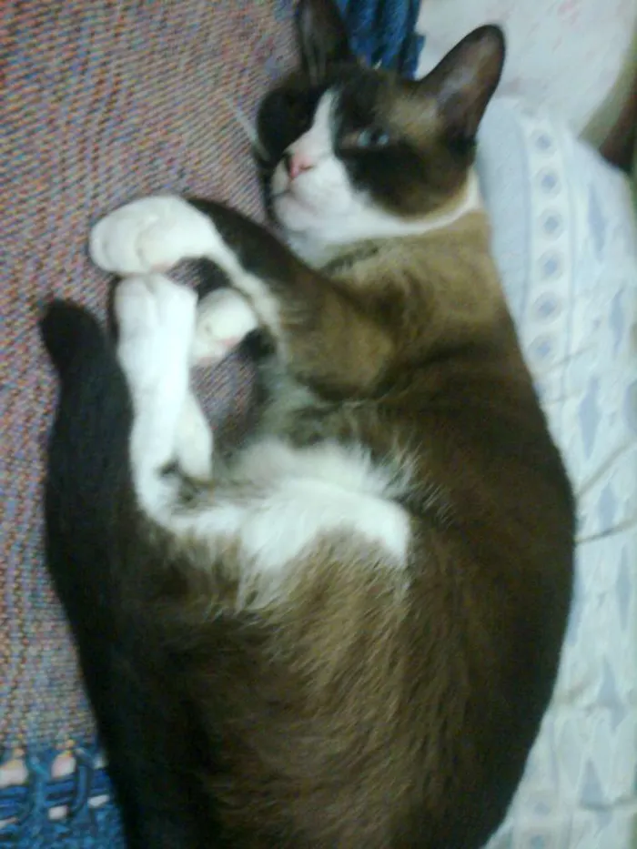Gato ra a rsd idade 6 ou mais anos nome piu piu