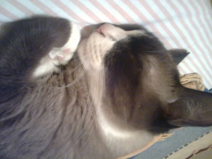 Gato ra a rsd idade 6 ou mais anos nome piu piu