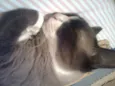 piu piu