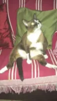 piu piu