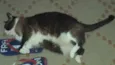 piu piu