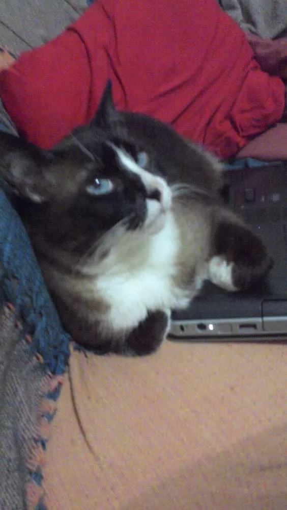 Gato ra a rsd idade 6 ou mais anos nome piu piu