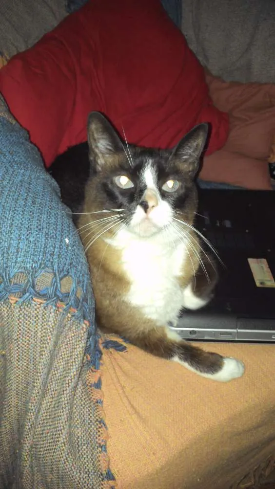 Gato ra a rsd idade 6 ou mais anos nome piu piu