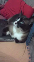 piu piu