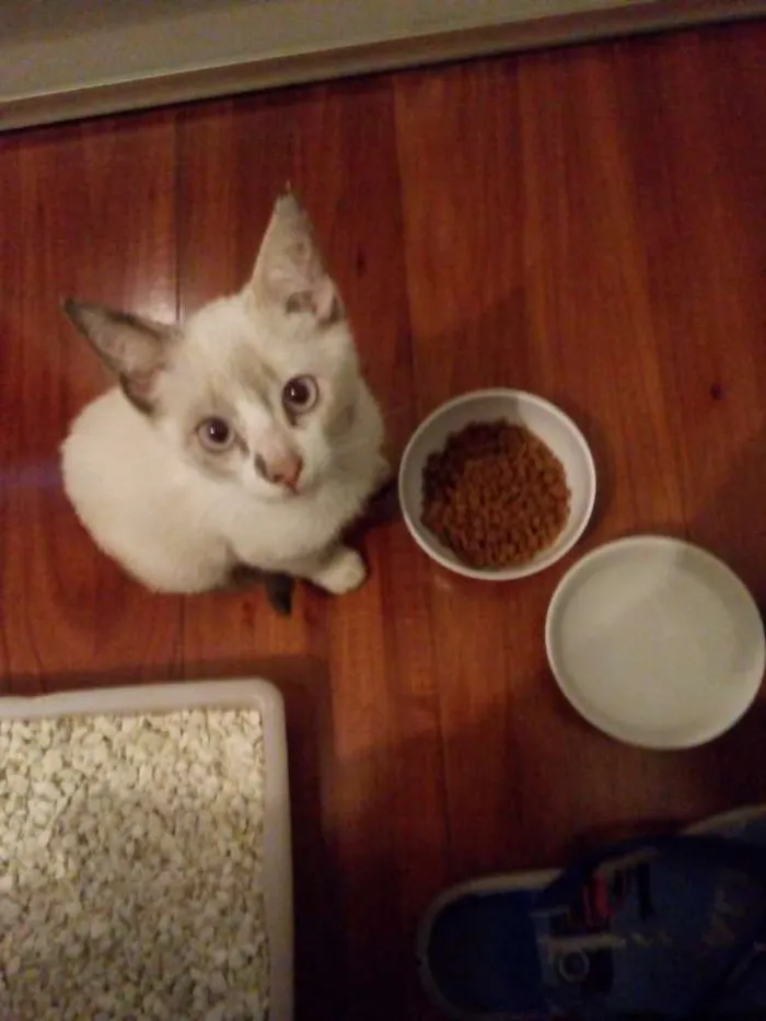 Gato ra a Sem raça  idade Abaixo de 2 meses nome Sem nome