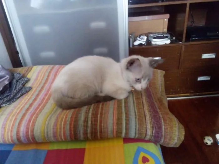 Gato ra a Sem raça  idade Abaixo de 2 meses nome Sem nome