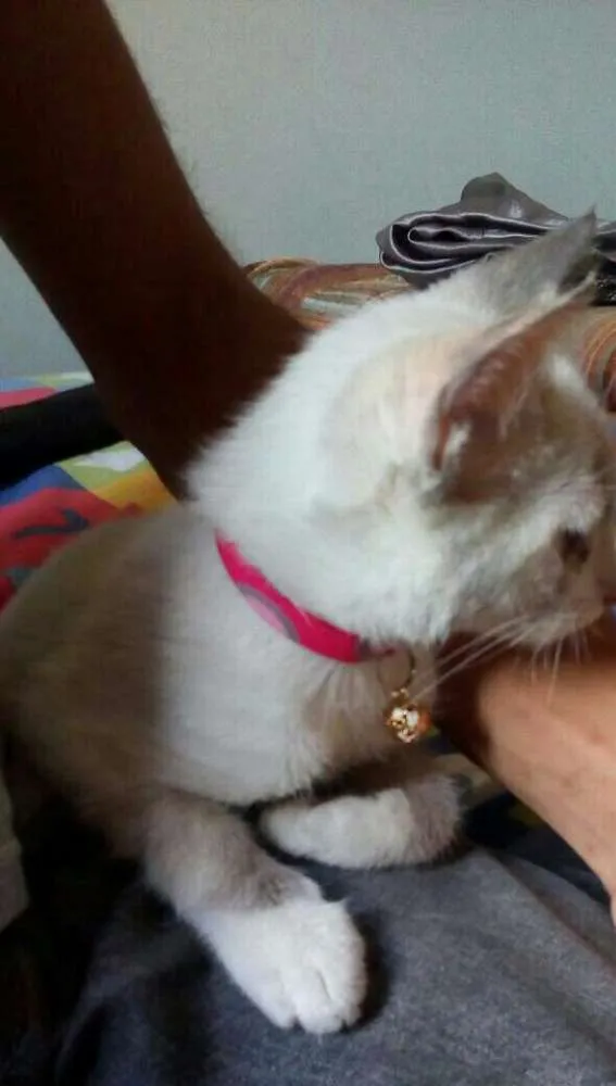 Gato ra a Sem raça  idade Abaixo de 2 meses nome Sem nome