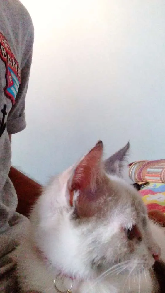 Gato ra a Sem raça  idade Abaixo de 2 meses nome Sem nome