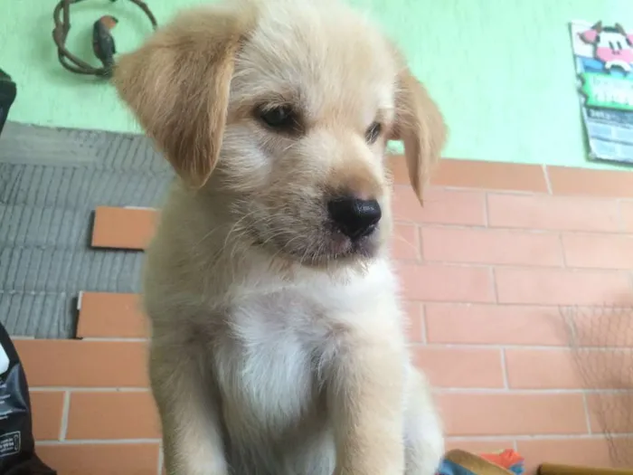 Cachorro ra a SRD idade Abaixo de 2 meses nome Anakin
