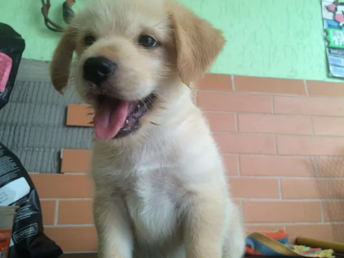 Cachorro ra a SRD idade Abaixo de 2 meses nome Anakin