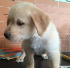 Cachorro raça SRD idade Abaixo de 2 meses nome Anakin