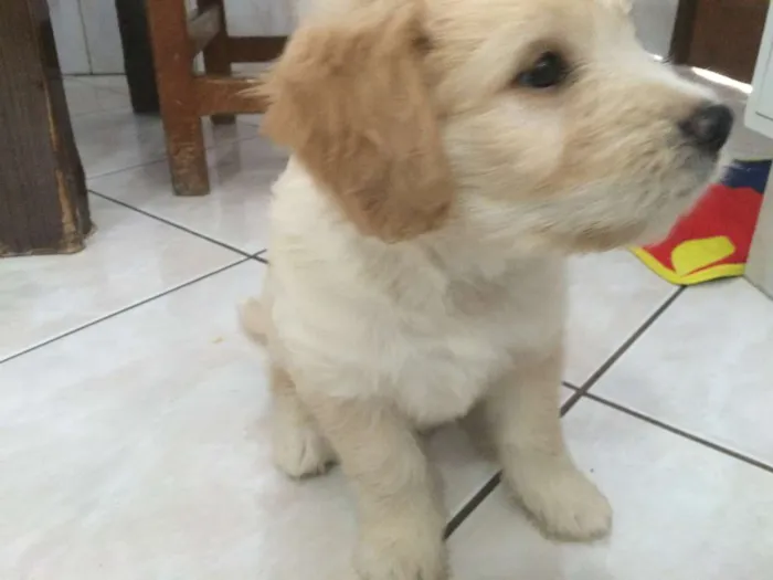 Cachorro ra a SRD idade Abaixo de 2 meses nome Aaron
