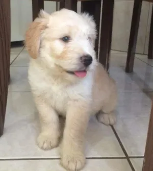 Cachorro raça SRD idade Abaixo de 2 meses nome Aaron