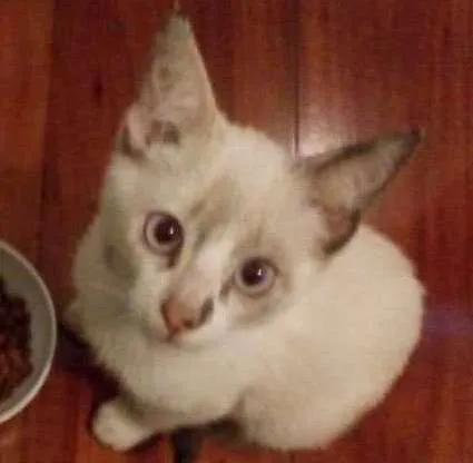 Gato ra a Sem raça  idade Abaixo de 2 meses nome Sem nome