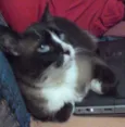 piu piu