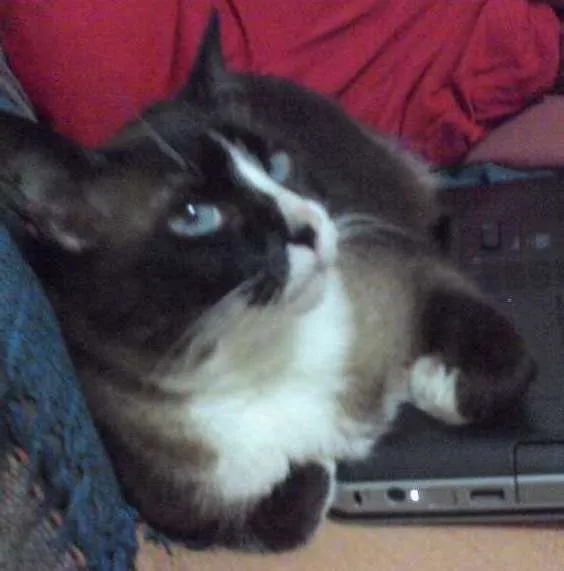 Gato ra a rsd idade 6 ou mais anos nome piu piu