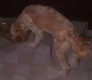 Cachorro raça poodle idade 7 a 11 meses nome cloe
